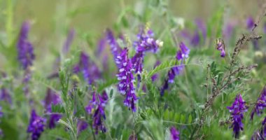 Mor tomurcuklu çalı çiçekleri, yumuşak meltemde sallanıyor, yemyeşil çayırlar arasında dans ediyor, yaz çiçeklerinin narin güzelliklerini sergiliyor.