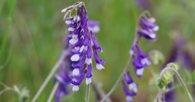 Narin mor ve beyaz kır çiçekleri bir tarlada zarif bir şekilde dans eder narin sapları hafif esintide ritmik bir şekilde sallanır.