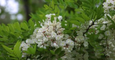Siyah çekirge ağacının narin beyaz çiçekleri, robinia psödoacia olarak da bilinir, bahar esintisinde yavaşça sallanırlar.