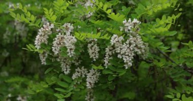 Kokulu beyaz çekirge tomurcukları dallardan sarkan yeşil yapraklarla doludur.
