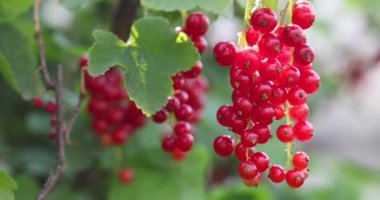Olgun kırmızı frenk üzümü kümesi yeşil daldan sarkan, yumuşak esintiyle yavaşça sallanan, güneş ışığına karşı canlı kırmızı böğürtlenler sergiliyor.
