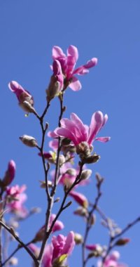 Narin pembe manolya çiçekleri dallara açılır. Bahar mevsiminde el değmemiş mavi gökyüzüne karşı canlı yapraklar ortaya çıkar.