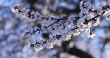 Beyaz kayısı çiçekleri narin dalda yavaşça açılır. Yumuşak mavi gökyüzüne karşı baharın narin güzelliğini ortaya çıkarır. Bulanık ışık saçar.