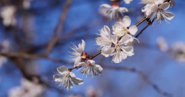 Parlak mavi gökyüzüne karşı açan beyaz çiçekler baharda doğanın güzelliğini gözler önüne seriyor.