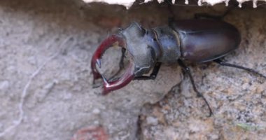 Sert beton yüzeyde gezinen güçlü geyik böceği kendine özgü eklem bacaklı hareket ederken belirgin çene kemikleri gösteriyor.