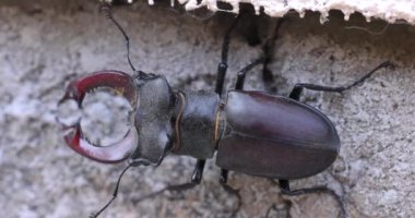 Beton duvarda sürünen geyik böceği dış iskelet ve doğal ortamdaki hareketin karmaşık detaylarını ortaya çıkarıyor.