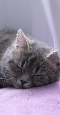 Gri kedi yavrusu yumuşak mor bir battaniyenin üzerinde huzur içinde uyuyor, dinlenmenin tadını çıkarıyor.