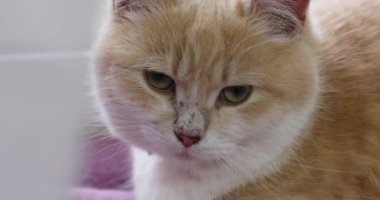Kızıl ve beyaz kedi dikkatle ekranın dışındaki bir şeye bakıyorlar büyüleyici ve ilginç bir sahne yaratıyorlar.