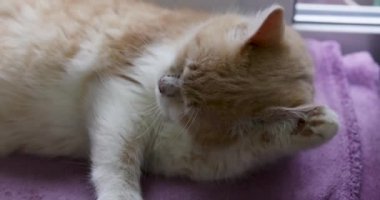 Kızıl ve beyaz kedi titizlikle kendini tımar ediyor, patisini yalıyor ve yüzünü temizliyor yumuşak mor bir battaniyenin üzerinde yatarken