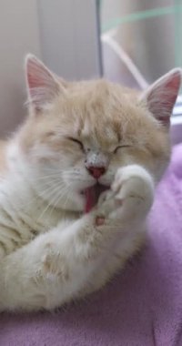 Krem renkli kedi yavrusu kendini titizlikle yumuşak, mor bir battaniyeye sarıp esnekliğini ve sevimliliğini gösteriyor.