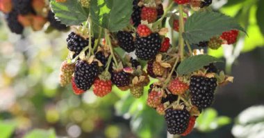 Olgun ve olgunlaşmamış böğürtlenlerle dolu bir böğürtlen dalına yakın çekim.