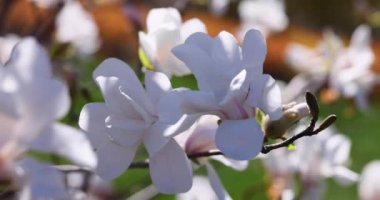 Zarif beyaz manolya çiçekleri bir ağaç dalında açar narin yaprakları rüzgarda hafifçe sallanır.