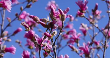 Zarif pembe manolya çiçekleri narin ağaç dalında zarifçe açılır ve el değmemiş mavi gökyüzü arka planına karşı canlı bahar güzelliğini ortaya çıkarır.