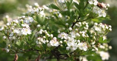 İç dikenli dikenlerin narin beyaz çiçekleri parlak bahar güneşinde yeşil yapraklara karşı çiçek açıyor, doğal güzellikleri ve mevsimsel büyümeyi gözler önüne seriyor.