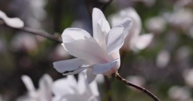 Zarif beyaz manolya çiçeği rüzgarda hafifçe sallanıyor, narin güzellik ve sükunet sergiliyor.