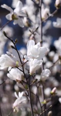 Bir ağaç dalında açan zarif beyaz manolya çiçekleri, ılık bahar güneşiyle aydınlanıyor.