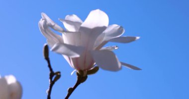 El değmemiş beyaz manolya çiçekleri canlı mavi gökyüzüne karşı narin yapraklar açıyor. İlkbahar büyümesi sırasında nazik yenilenmeyi ve doğal güzelliği sembolize ediyor.