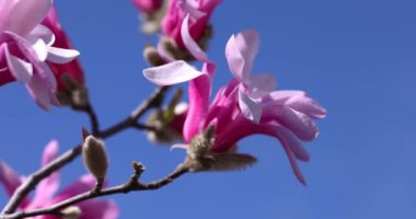 Pembe manolya dallanan dallarda çiçek açıyor, gök kubbeyi narin taç yapraklarıyla çerçeveliyor canlı ilkbahar büyüme anı boyunca.