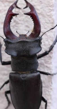 Büyük erkek böceği beyaz arka planda dururken anten ve bacakları nazikçe kaydırarak karmaşık böcek morfolojisini ortaya çıkarıyor.