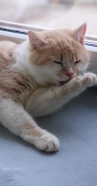 Beyaz göğsü ve patileri titizlikle tımar eden krem renkli kedi yavrusu bir pencerenin yanında yumuşak, açık mavi bir yüzey üzerinde yatarken patisini yalıyor.