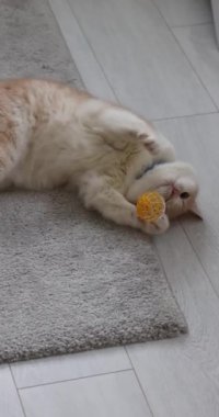 Neşeli zencefil ve beyaz kedi parlak sarı top ile meşgul, yuvarlanan ve yuvarlanan yumuşak gri halı üzerinde sıcak ev ortamında
