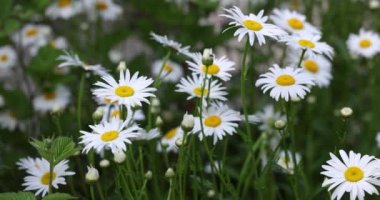 Güzel beyaz papatyalar hafif esintide sallanıyor, sakin ve sakin bir doğal manzara yaratıyor.