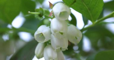 Narin beyaz yaban mersini çiçekleri zarif bir şekilde yeşillik dalında sallanarak yumuşak, zarif botanik detaylarıyla bahar mevsiminde büyüyen dingin bir canlıyı yakalıyor.