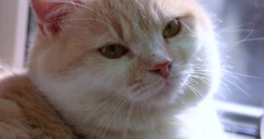 Krem renkli kedi yavrusu ilginç bir şekilde çevreyi gözlemliyor, hafif ışıklandırma ve yavaş çekim videosuyla hassas hareketleri yakalıyor.