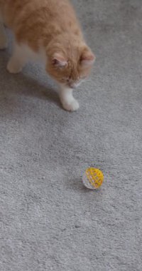 Kızıl kedi dikkatlice yaklaşıyor ve ağır çekimde gri bir halıda sarı beyaz bir topla oynuyor.