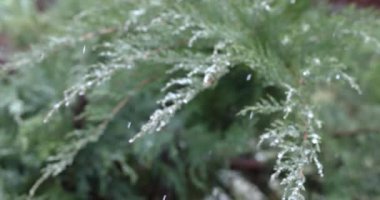 Çam ağacının dallarına yavaş çekimde düşen kar taneleri kış harikalar diyarı atmosferi yaratıyor.