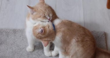 İki sevecen kedi, kedi sevgisinin iç açıcı bir göstergesi olarak bağlarını güçlendiriyor.