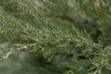Ferahlatıcı bir yağmurdan sonra parlayan su damlacıklarıyla ardıç dalının yakın çekimi doğanın detaylarının güzelliğini gözler önüne seriyor.