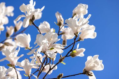 Manolya ağacı dalları, güzel beyaz çiçeklerle parlak mavi gökyüzüne karşı açarak baharın özünü yakalıyor.