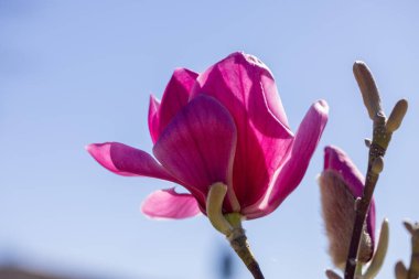 Açık mavi gökyüzünün altında açan pembe manolya çiçeği baharda doğanın güzelliğini sergiliyor.