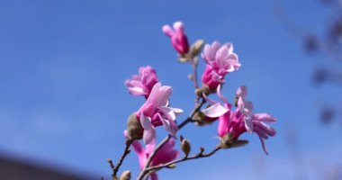 Zarif pembe manolyalar zarif bir şekilde açık mavi gökyüzüne karşı ilkbahar güzelliği ve doğal gelişimi sergiliyor.