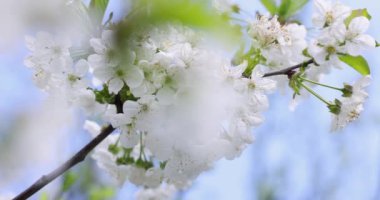 Beyaz kiraz çiçekleri yumuşak bahar esintisinde hafifçe sallanıyor, dingin hareketlerle el değmemiş mavi gökyüzüne karşı dans ediyor mevsimsel yenilenmeyi yakalıyor