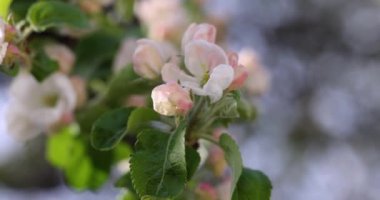 Yumuşak pembe elma çiçekleri ılık güneş ışığında zarif bir şekilde dans ediyor, narin taç yaprakları ve çiçek açan meyve bahçesinin doğal bahar güzelliğini ortaya çıkarıyor.