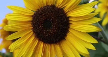 Ayçiçeği tarlası, parlak sarı taç yapraklarıyla ayakta duruyor, açık mavi yaz gökyüzüne karşı karanlık merkezler, doğal botanik güzellikleri sergiliyor.