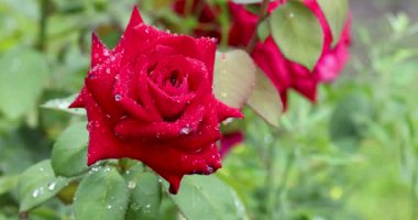 Su damlacıklarıyla parlayan kırmızı gül, yemyeşil bahçedeki romantik güzelliği ve şefkatli tutkuyu simgeliyor.