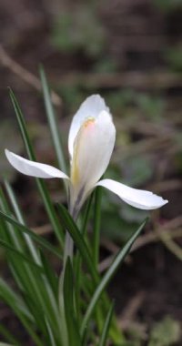Bahar bahçesinde ortaya çıkan narin beyaz crocus çiçeği yenilenmenin ve değişen mevsimlerin sembolü.