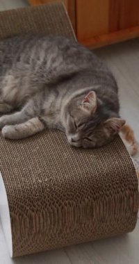 Gri tekir kedicik karton bir tırmalama direğine uzanmış başını dinlendirip merakla etrafına bakıyor.