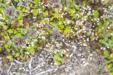 Close-up view of lamium purpureum and draba verna blossoming amidst lush greenery in a springtime meadow clipart