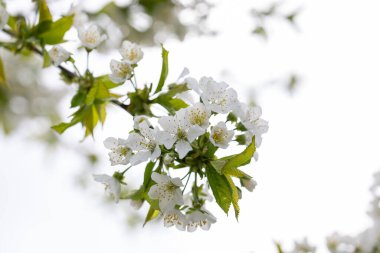 İlkbaharda açan narin beyaz çiçekli kiraz ağacı dalı, doğadaki yenilenmeyi ve güzelliği temsil ediyor.