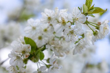 İlkbaharda açan kiraz çiçekleri dalları narin beyaz çiçeklerle doldurur ve verimli bir hasat vaat eder.