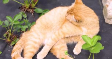 Kızıl kedi tımar etme, canlı çilek bitkilerinin arasında dinlenme, güneşli bahçe ortamında huzurlu kedi hijyeni gösterisi