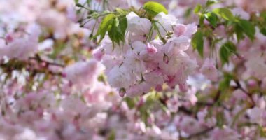 Pembe ve beyaz kiraz çiçekleri meltemde hafifçe sallanır, dingin ve güzel bir doğal görüntü yaratır.