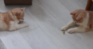 Zencefil ve beyaz kediler ahşap zemin ve yumuşak halıda oyuncaklarla interaktif olarak oynuyorlar, neşeli kedi arkadaşlıkları sergiliyorlar.