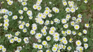 Yumuşak beyaz papatyalar yeşil çayırlarda usulca sallanarak narin kır çiçeklerinin canlı doğal desenlerini oluştururlar.