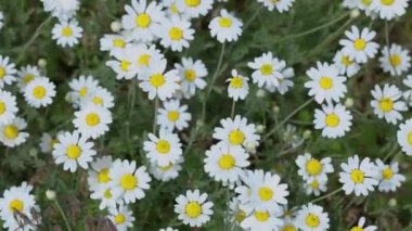 Parlak sarı merkezli yumuşak beyaz papatyalar yemyeşil çayırları örtüyor, narin kır çiçekleriyle usulca salınan huzurlu doğal bir manzara yaratıyor.
