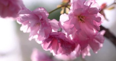 Pembe kiraz çiçekleri hafif bir esintide sallanıyor narin güzelliklerini ve canlı renklerini yumuşak bir bokeh arka planına karşı sergiliyorlar.